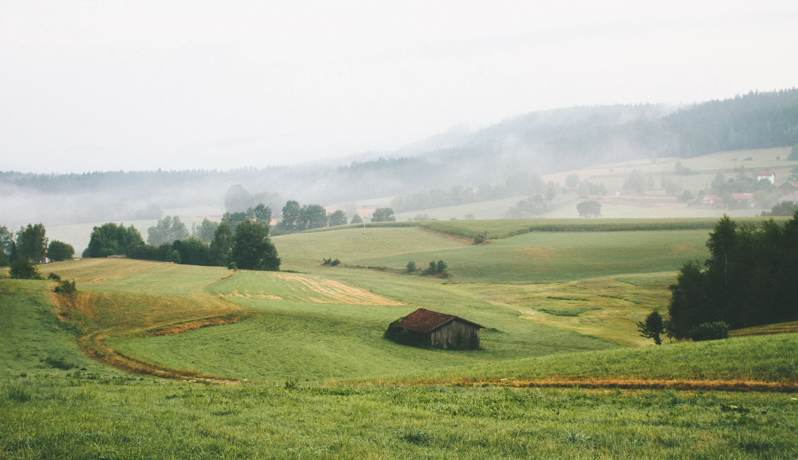 An old timber shed in rolling green paddocks with morning mist lifting off the hills