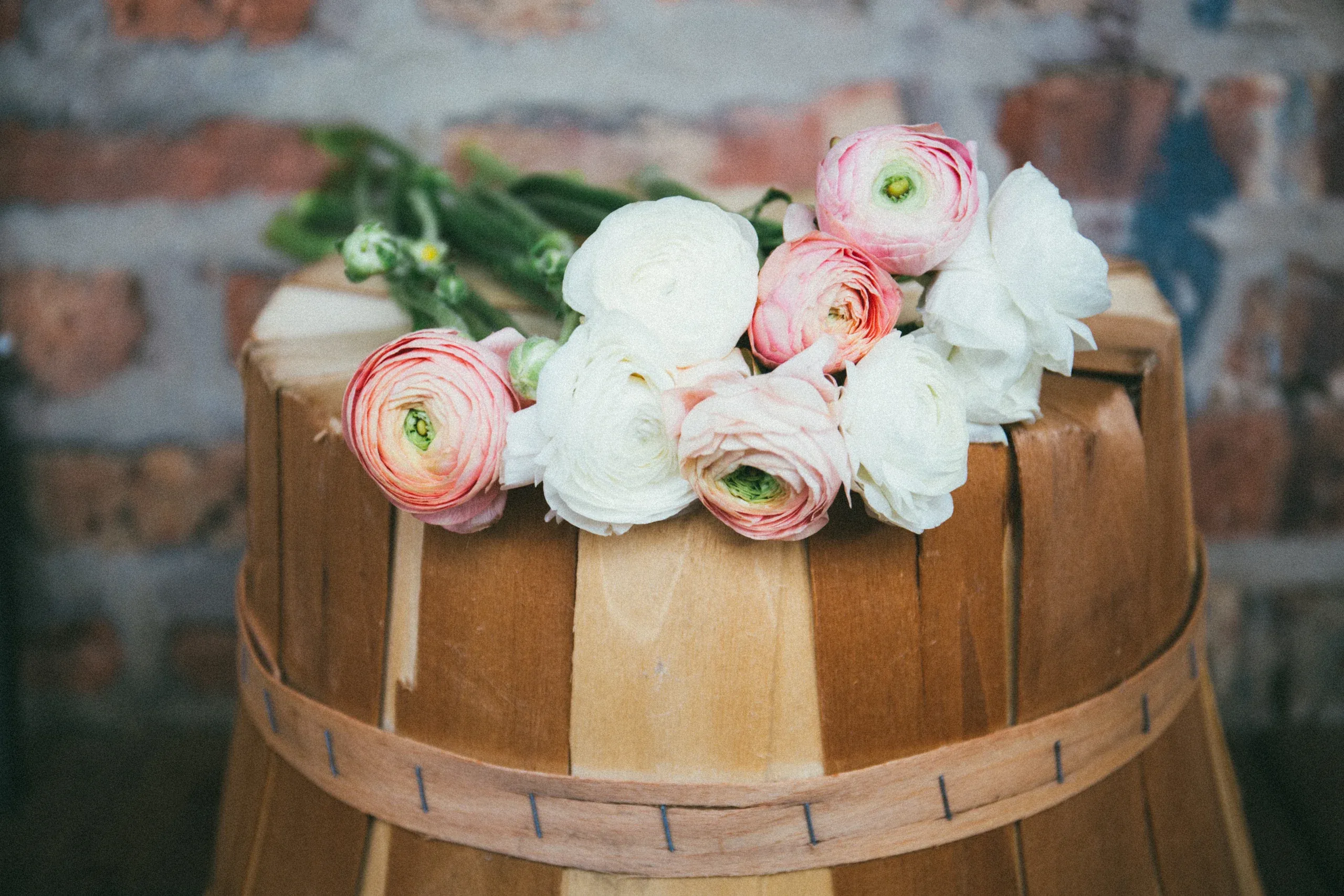 Pink and white ranunculus laid across the top of a timber basket