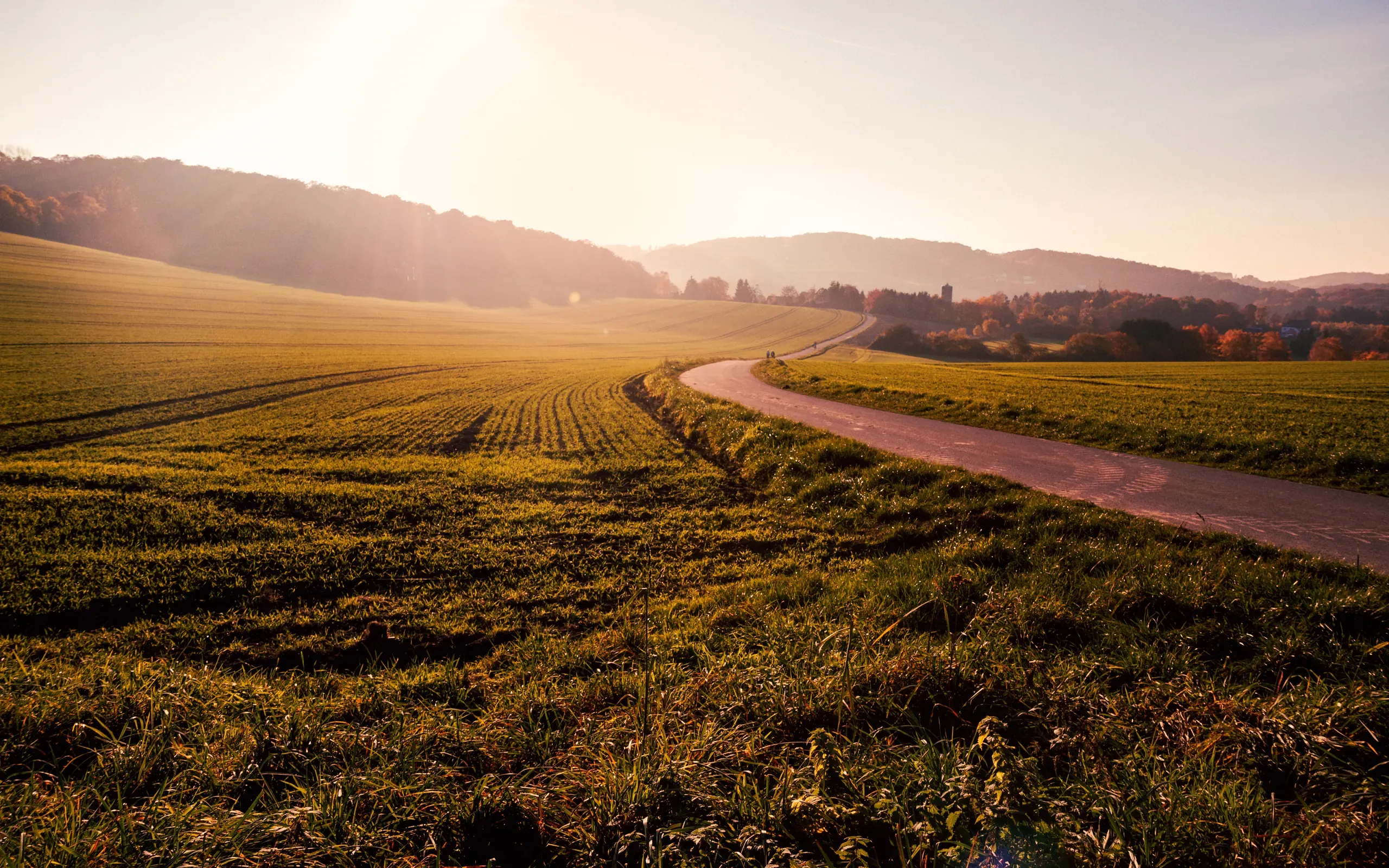 A country road curving through paddocks and low hills in warm evening sun