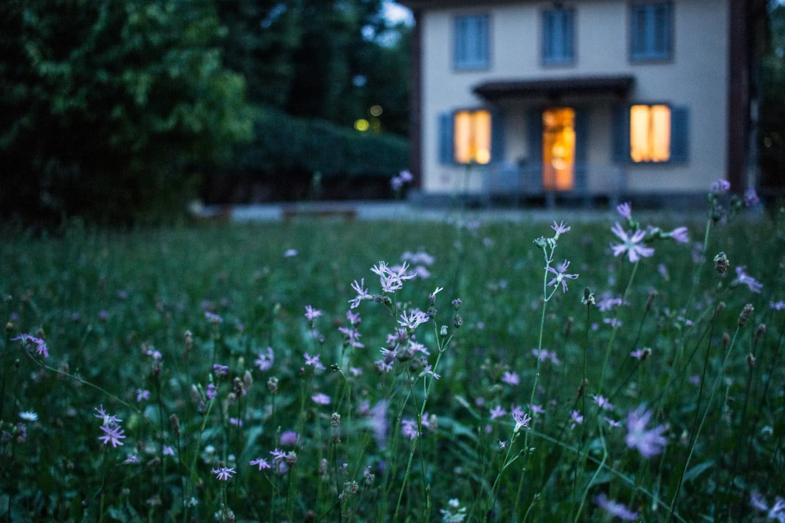 A farmhouse with lit windows at dusk, seen across a meadow of wildflowers