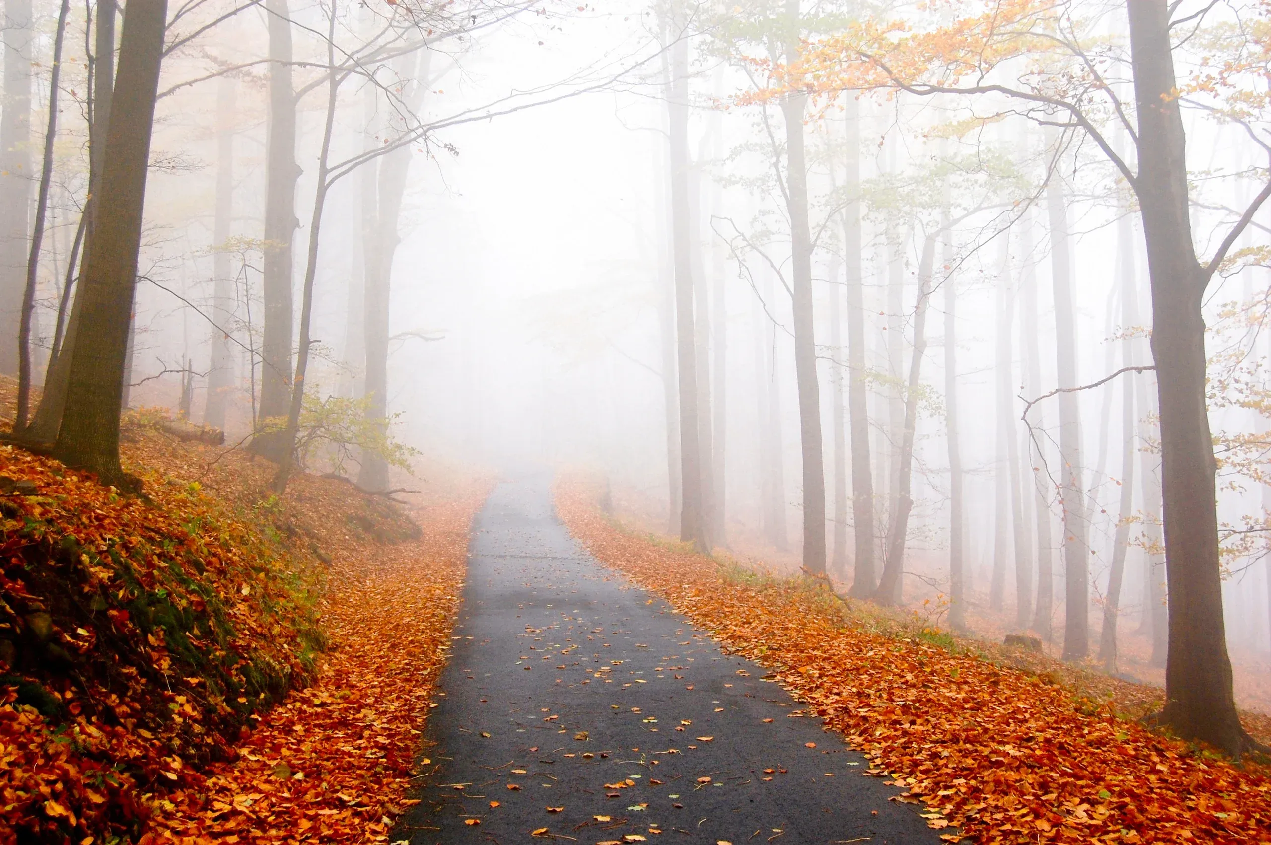 A narrow road through tall trees on a foggy morning, with fallen leaves along both sides